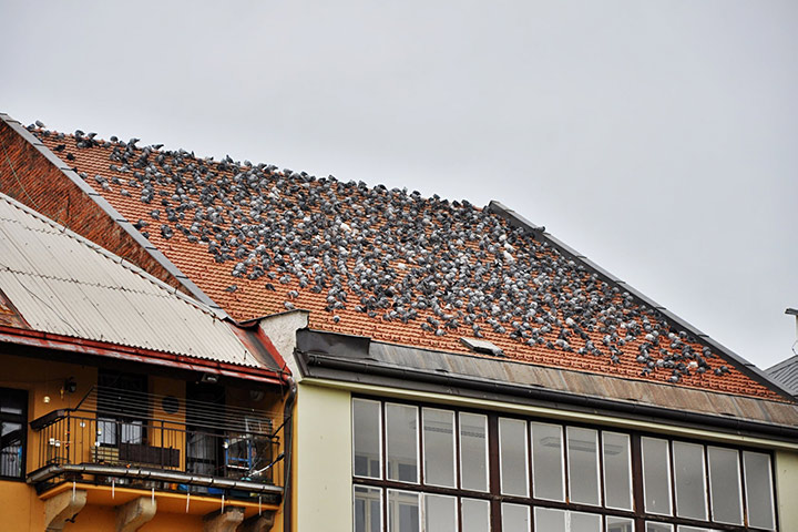A2B Pest Control are able to install spikes to deter birds from roofs in Cheadle. 