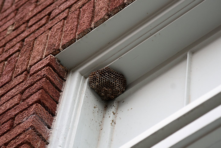 We provide a wasp nest removal service for domestic and commercial properties in Cheadle.